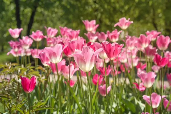 Tulipanes Rosados Soleado Día Primavera Hermoso Fondo Tulipanes Púrpura Jardín — Foto de Stock