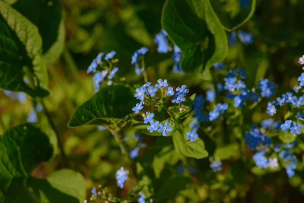 Flores Azules Myosotis Hermosa Flor Azul Del Bosque Minúsculo Sangre — Foto de Stock