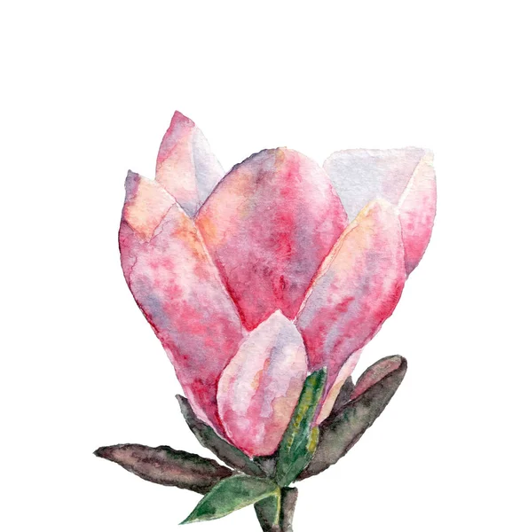 マグノリア花の手描き水彩白で隔離 — ストック写真