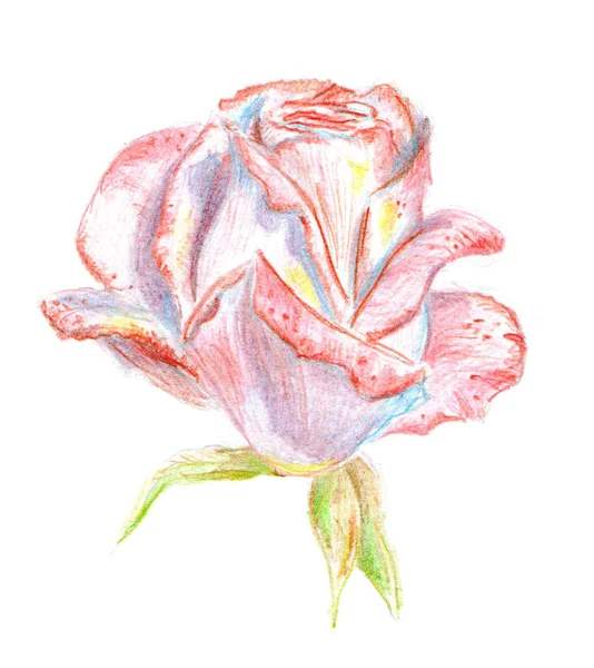 バラの花の手描きの鉛筆画は 白で隔離 — ストック写真