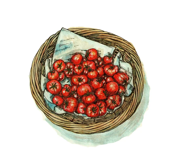 Tomater Korg Hand Dras Akvarell — Stockfoto