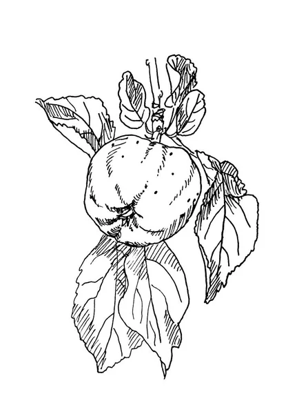 Illustration Une Pomme Avec Des Feuilles Dessin Encre Dessinée Main — Photo