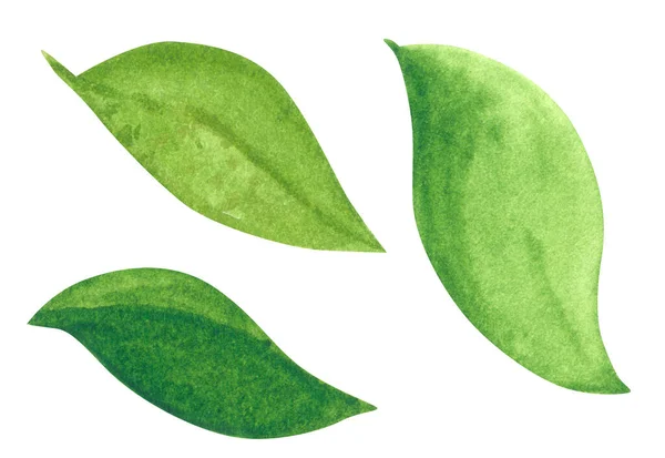 Conjunto Três Folhas Verdes Desenhado Mão Ilustração Aquarela Isolado Branco — Fotografia de Stock