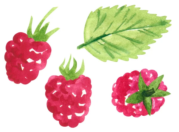 Ensemble Baies Rouges Jardin Framboise Douce Illustration Aquarelle Botanique Dessinée — Photo