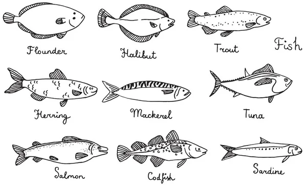 Tipos Peixes Desenho Mão Ilustração Vetorial Sardinha Bacalhau Cavala Arenque —  Vetores de Stock