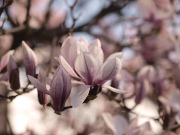 Roze Magnolia Bloesem Het Voorjaar Duitsland — Stockfoto