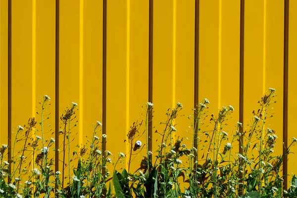 Ζουμερά και πράσινο γρασίδι με λευκά μικρά άνθη σε φόντο κίτρινο φράχτη. Μέρα του καλοκαιριού — Φωτογραφία Αρχείου