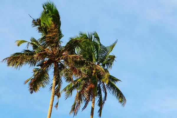 Dos palmeras contra el cielo azul, sus ramas son sopladas por el viento —  Fotos de Stock