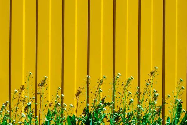 黄色のフェンスの背景に小さな白い花を持つ緑とジューシーな草. — ストック写真