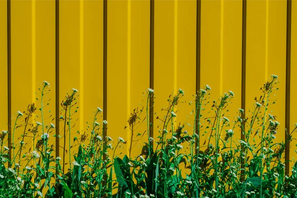 Lédús zöld fű, virágokkal, sárga kerítés háttérrel. Napsütéses nap — Stock Fotó