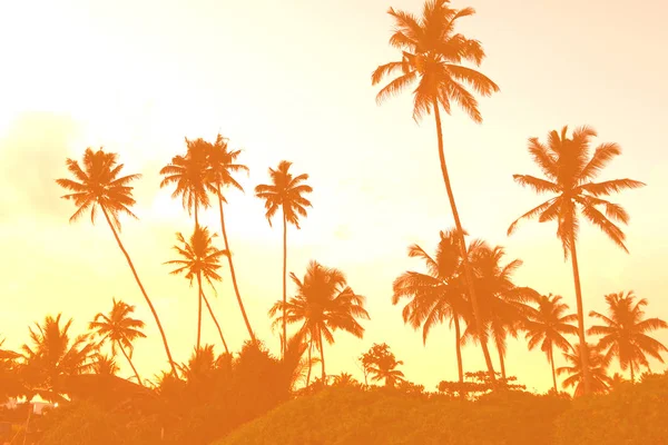 Atardecer en los trópicos con siluetas de palmeras —  Fotos de Stock