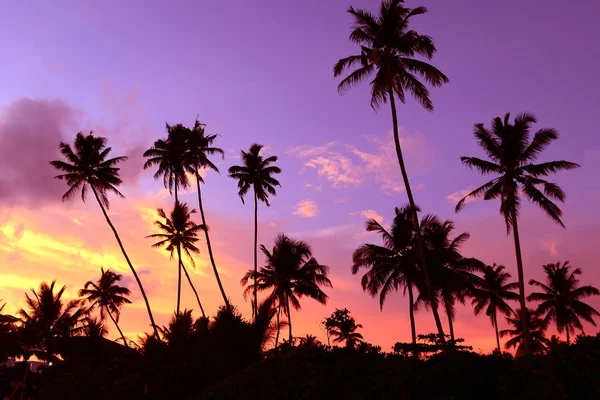 Dusk in the tropics with silhouettes of palm trees against the sky — Stock Photo, Image