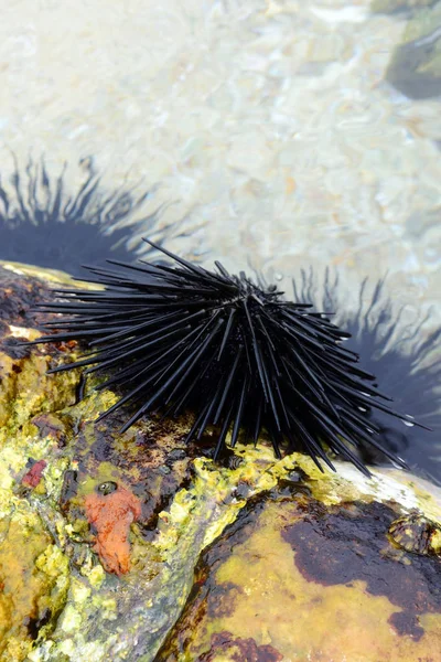 Sea urchin on the ocean shore attached to the stone