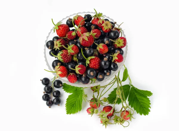 Beyaz bir arka plan üzerine bir bardak çilek ve Siyah frenk üzümü çam. Demet Frenk üzümü ve çilek yaprakları ile 