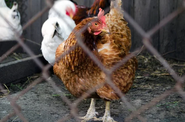 在国家众议院农场的母鸡。查看通过鸡舍的鸡 — 图库照片