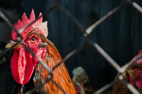 Casa gallo e gallina dietro assicella filo nel pollaio. Tono scuro — Foto Stock