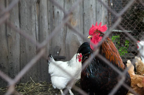 Pollos de granja en su valla. Vista desde detrás de las rejas. Tono oscuro — Foto de Stock