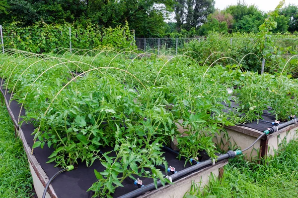 Борьба с сорняками - выращивание помидоров в нетканом спанбонде. Сельское хозяйство — стоковое фото