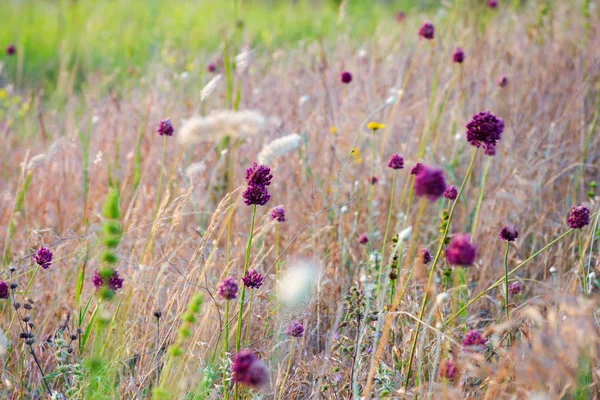 日没前に焦げた草間で草原の花。宣撫気分 — ストック写真