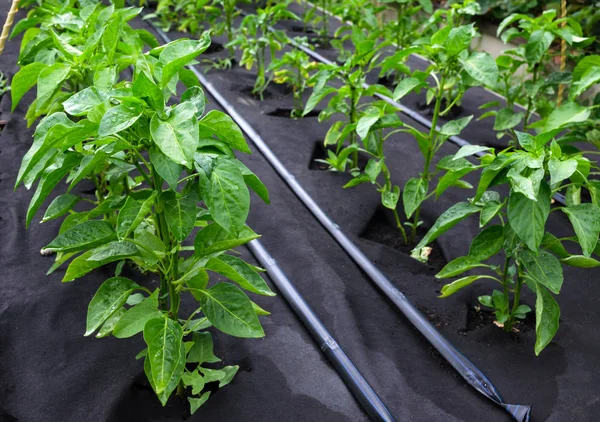 Arbustos de pimiento dulce, cultivados en una caja para plántulas en una agricultura de polipropileno spunbond protectora no tejida. Uso de micro-vertido Fotos De Stock