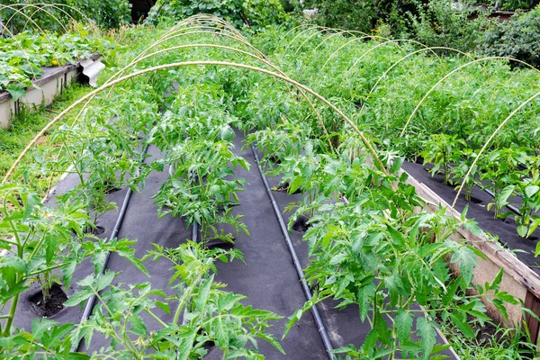 温室种植的框中。幼苗番茄，生长在一个大盒子在非织造布防护罩 图库图片