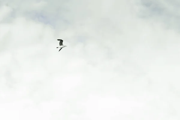 Pale sky with a bird flying over it. The flight of bird. Concept of freedom, simplicity and minimalism