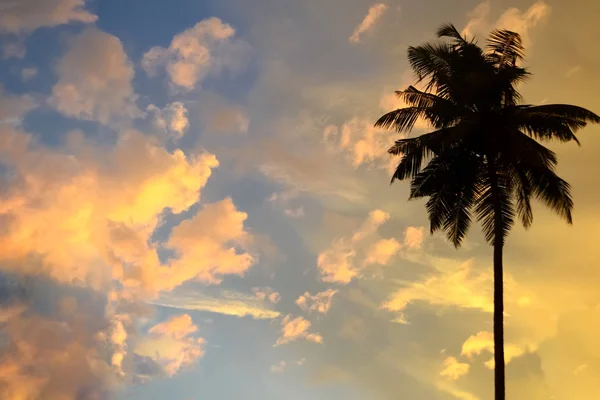 Copie el espacio sobre un fondo al atardecer en los trópicos con silueta de palma en el cielo con muchas nubes brillantes. Cielo abstracto —  Fotos de Stock