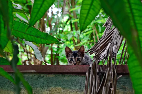Mało ciekawy i przestraszony szary kotek na ogrodzenie wśród zieleni — Zdjęcie stockowe