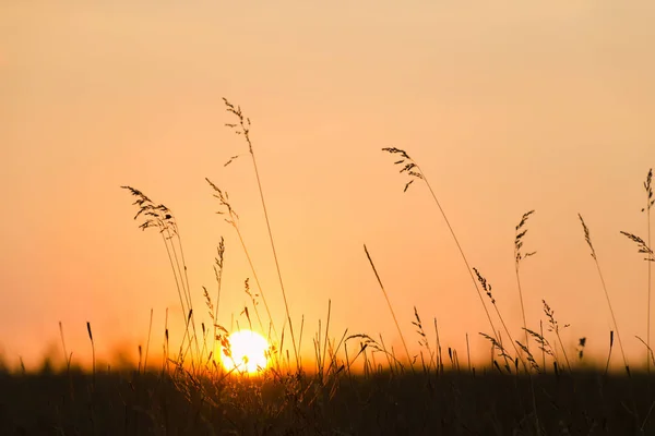 Přírodní pozadí. Západ slunce, silueta slunce přes luční. Léto, podzimní příroda banner design — Stock fotografie