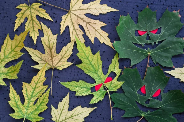 El patrón otoñal en el estilo de halloween - las hojas de arce en forma de las caras malvadas con los ojos rojos sobre el fondo negro — Foto de Stock