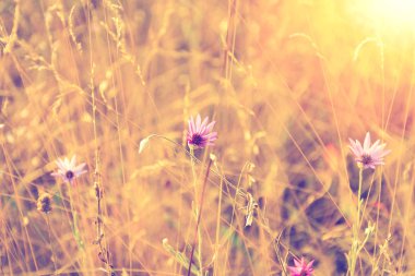 Gün batımı ışınlarıyla aydınlatılan çayır çimenleri ve çiçekler.. 