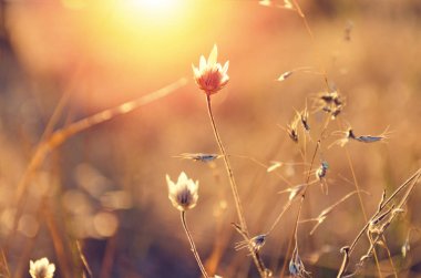 Sonbahar çayır çimen güneş tarafından aydınlatılmış. Odak sığ derinliği ile fotoğraf.