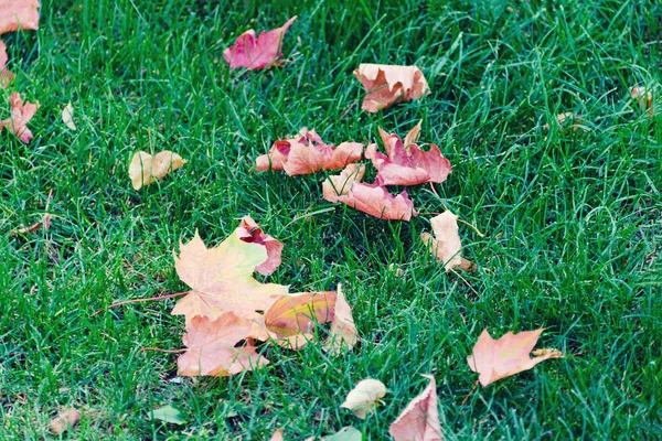 Зеленая трава с яркими осенними желто-красными листьями клена. Осеннее настроение . — стоковое фото