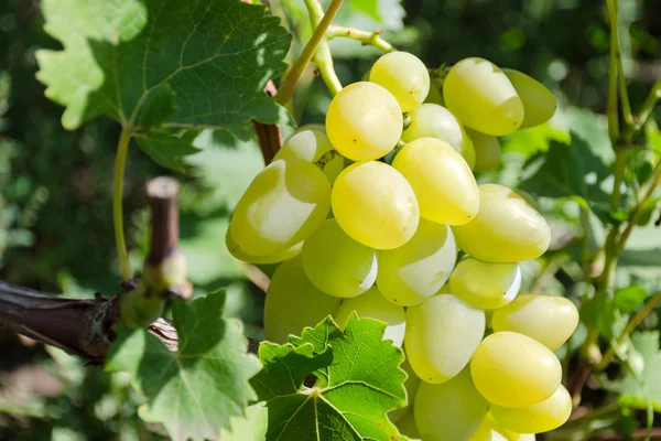 Большой виноград белых сортов на винограднике крупным планом. Вареники восхищают белым. Винный виноград . Лицензионные Стоковые Изображения