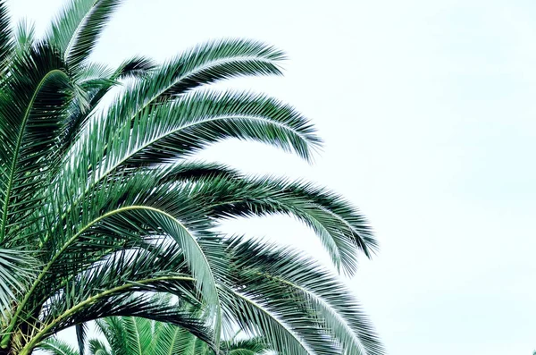 Palm leaves on the light cyan background — 스톡 사진