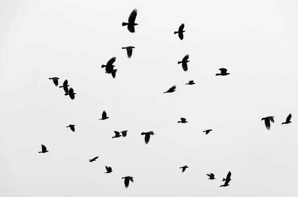 Flock fåglar korpar flyger i himlen. Svartvitt foto. — Stockfoto