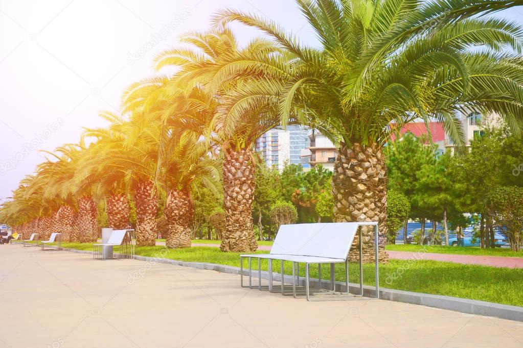 Row of palm trees along a pedestrian road with benches.