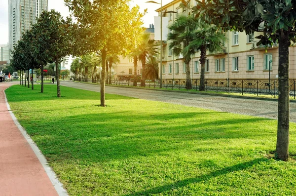 Calle de la ciudad con césped verde, palmeras, árboles, luz solar y camino empedrado . — Foto de Stock