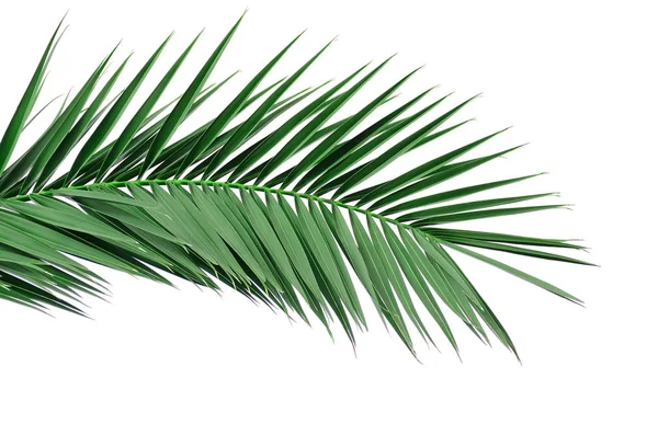 Grünes Blatt einer Palme. isolieren auf weißem Hintergrund. — Stockfoto