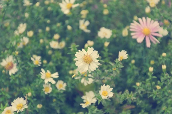 Virágmintás - fehér és rózsaszín virágokkal bozontos zöld levelek. Tónusú kép-val sekély mélység-ból fókusz. — Stock Fotó