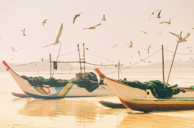 Deniz kıyısında balık ayakta yakalamak için ağları ile geleneksel Sri Lankalı balıkçı tekneleri, martılar etrafında sinek.