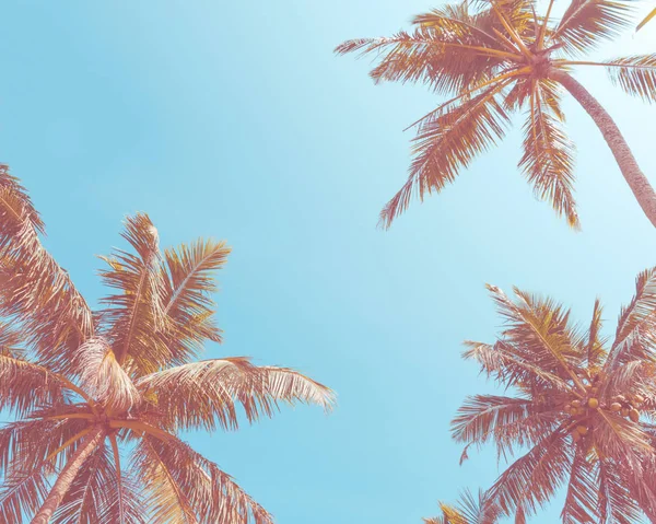 Příroda, letní prázdniny, koncept dovolenou – léto jasně modré oblohy a tropické kokosových palem. Pohled zdola. — Stock fotografie