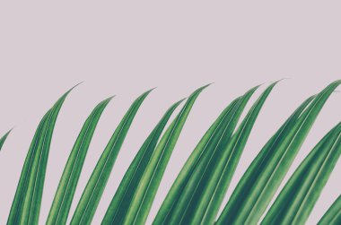 Keyif-in palmiye yaprağı, yan görünüm, beyaz arka plan üzerinde izole.