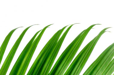  Palmiye yaprak satırda, beyaz arka plan üzerinde izole uzun ipuçları.