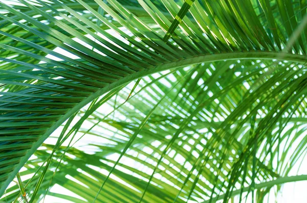 Пальмовий візерунок, літо в джунглях — стокове фото