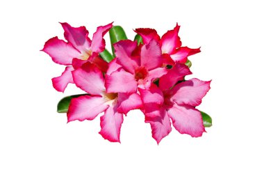 Beyaz arka plan üzerinde izole desert rose