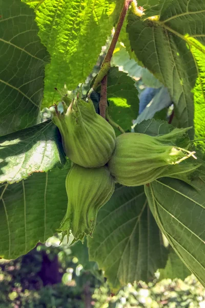 Зеленые орехи на ветке — стоковое фото