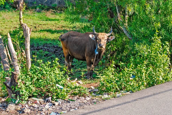 Asiatico mucca pascoli in un verde boscaglia da il strada — Foto Stock