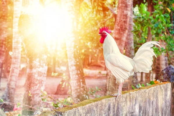 Morning rooster on a fence — Stock Photo, Image