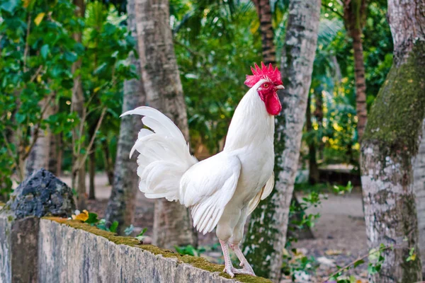 Gallo su una recinzione — Foto Stock